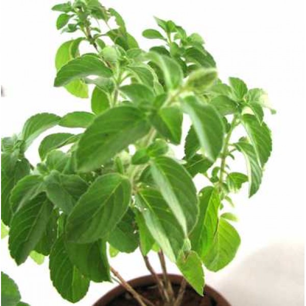 Kapoor Tulsi Plant